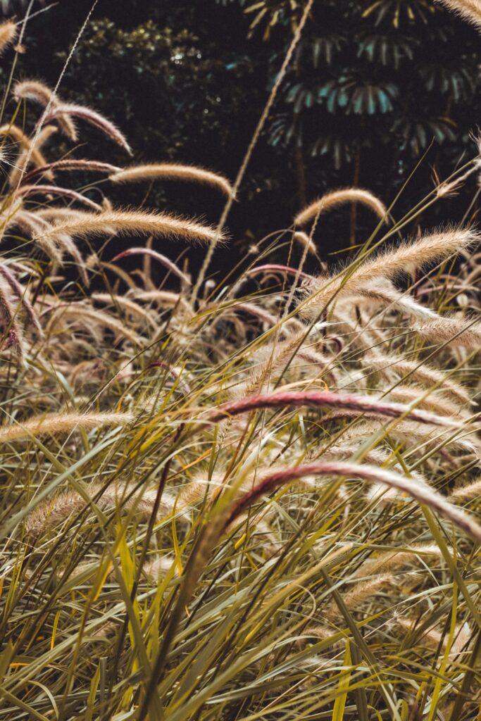 Sunlit wild grass field with golden spikelets gently swaying against dark foliage wallpaper
