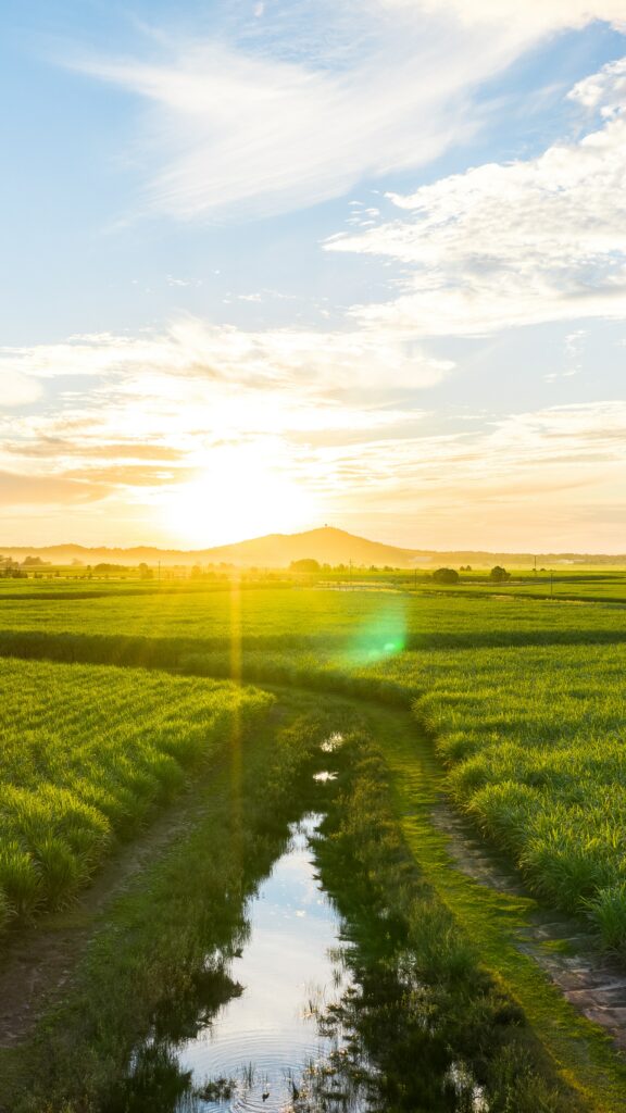 Winding country road with lush green fields and warm glowing sunset over scenic landscape wallpaper