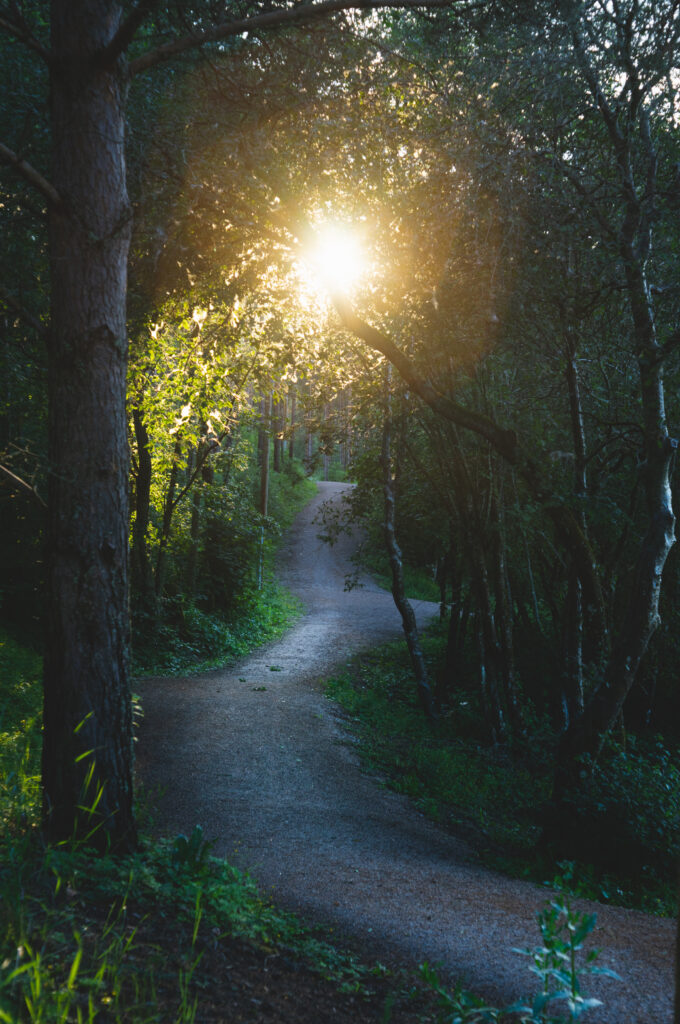 Winding forest path with sunlight filtering through trees lush greenery serene nature scene Wallpaper