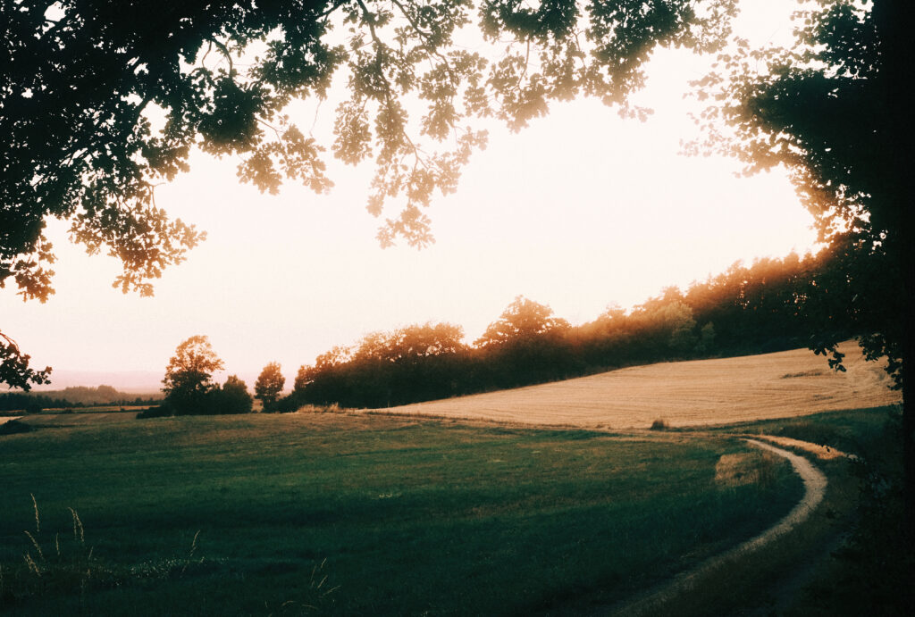 Winding path through sunlit field with tall grass and trees at warm golden sunrise background Wallpaper