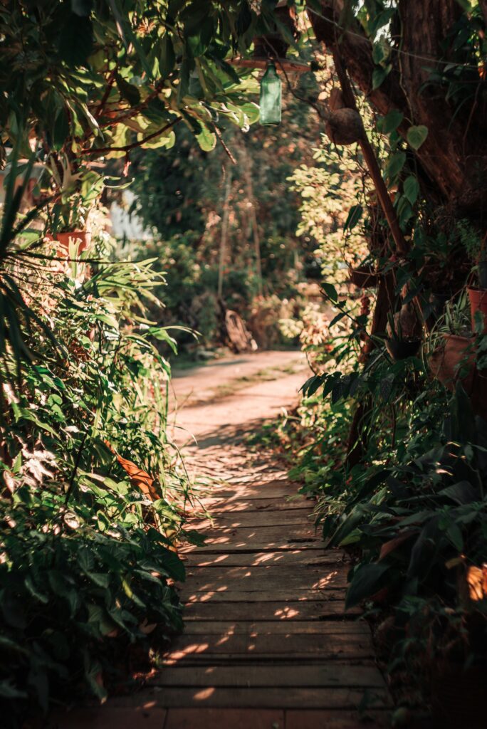 Sunlit wooden path winding through dense green bushes and vibrant plants in serene nature scene Wallpaper