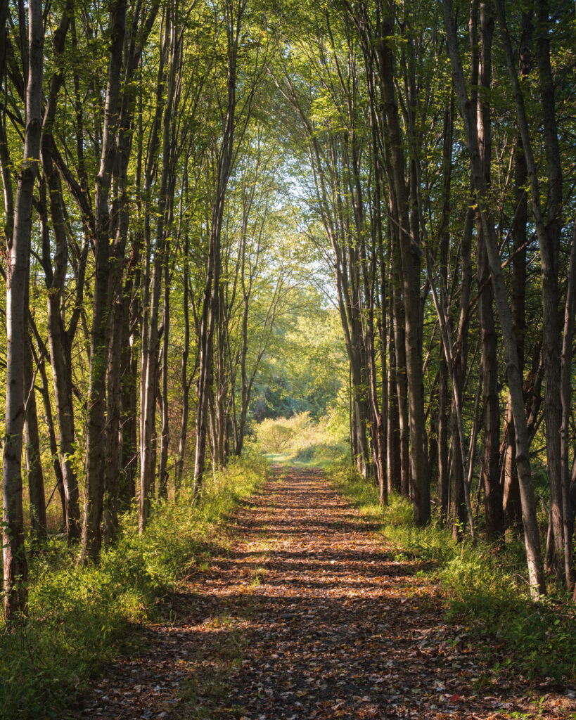 Sunlit forest path winding through tall trees with vibrant green leaves peaceful nature wallpaper