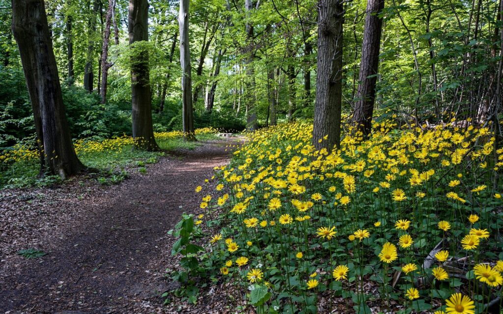 Serene woodland wallpaper with winding dirt path yellow flowers tall trees lush green foliage spring