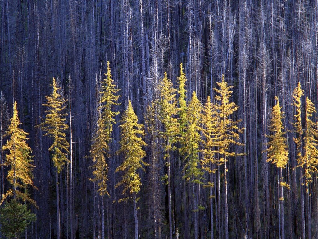 Sunlit forest wallpaper with tall yellow green trees and contrasting bare blue trunks background