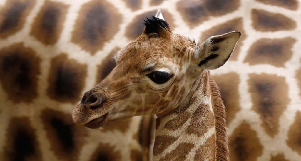 Young Giraffe Basking in Sunlight with Spotted Coat and Blurred Background Wallpaper