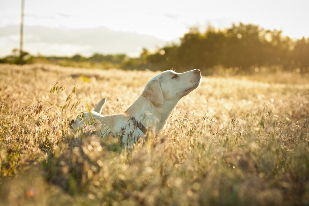 Labrador in Sunshine: Peaceful Grassy Field Wallpaper Background