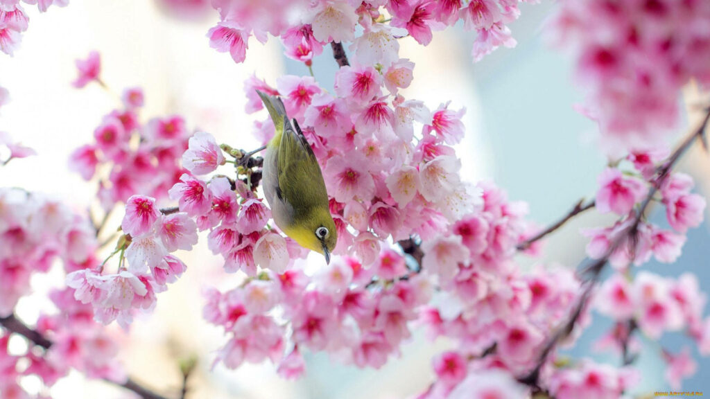 Spring Delight: Adorable Yellow Feathered Bird Resting on Pink Sakura Blossoms Wallpaper