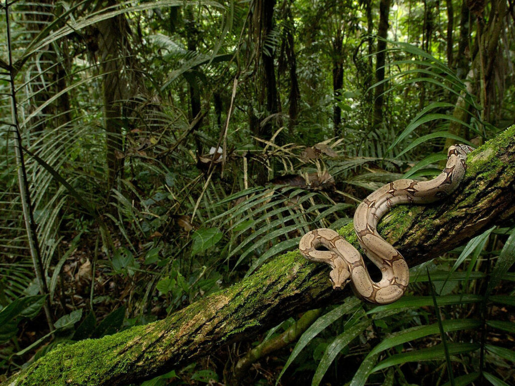 A Serpentine Paradise: Exploring Congo's Lush Wilderness in the Afternoon Sun Wallpaper