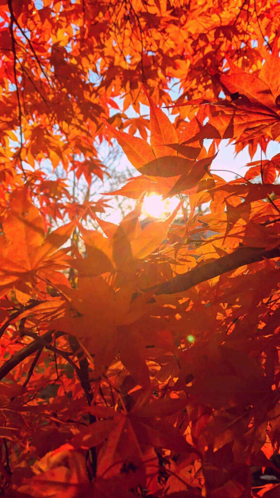 Capturing the Splendor of Autumn: Sunny Orange Tree iPhone Wallpaper
