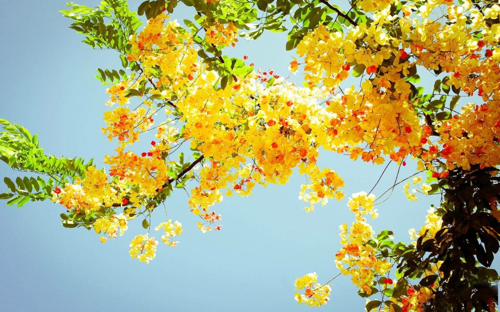 Sunny Serenade: Captivating Summer Aesthetic in Vibrant Yellow Blooms under Azure Skies Wallpaper
