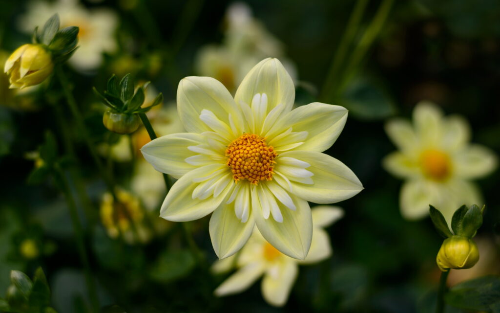 A Burst of Sunshine: Stunning Dahlia Yellow Flowers in High Quality Desktop Wallpaper