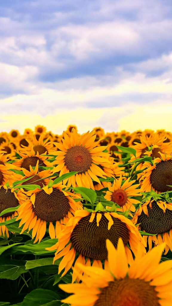 Sunflower Symphony: Captivating Field of Vibrant Yellow Petals Wallpaper