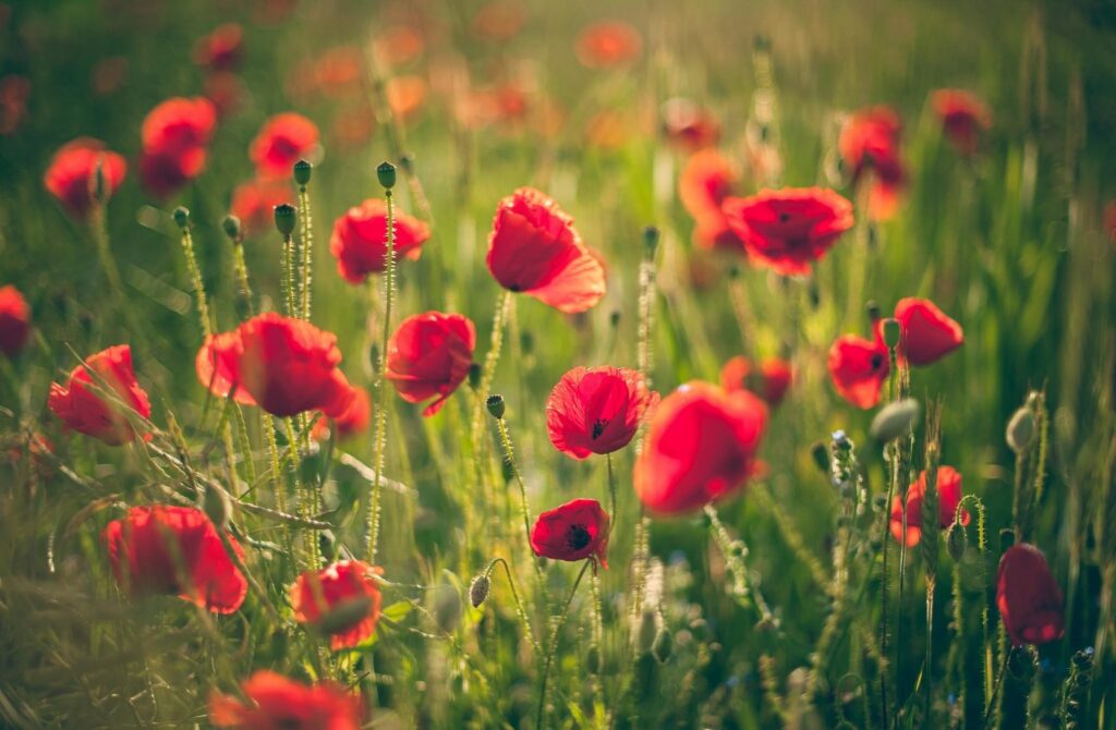 Sunny Poppy Field Wallpaper: Vibrant Red Blooms & Tranquil Green