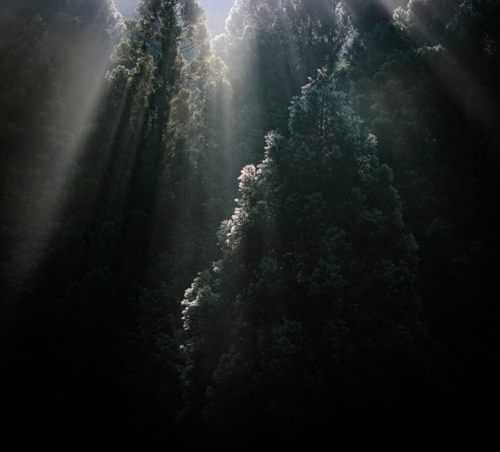 Sunrays shine through misty dense forest highlighting lush treetops with soft fog and shadows Wallpaper