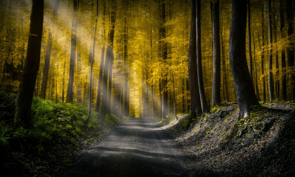 Sunlit forest path through tall golden trees with volumetric rays creating a serene scene Wallpaper