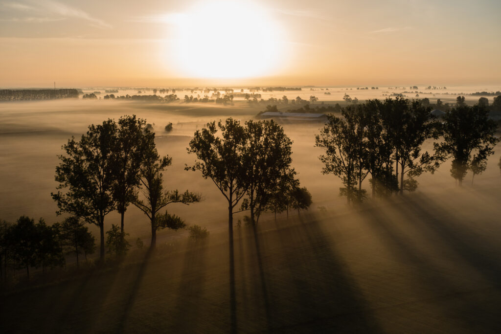 Tall trees with long shadows in a peaceful sunrise field with soft golden light and morning fog Wallpaper