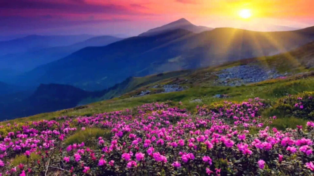 Enchanting Sunrise Paints Mountain with Brilliant Garden of Flowers - Breathtaking 4k Nature Background Image Wallpaper