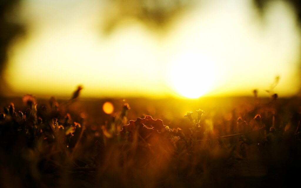 Morning Bliss: Botanical Awakening in Radiant Sunlight Wallpaper
