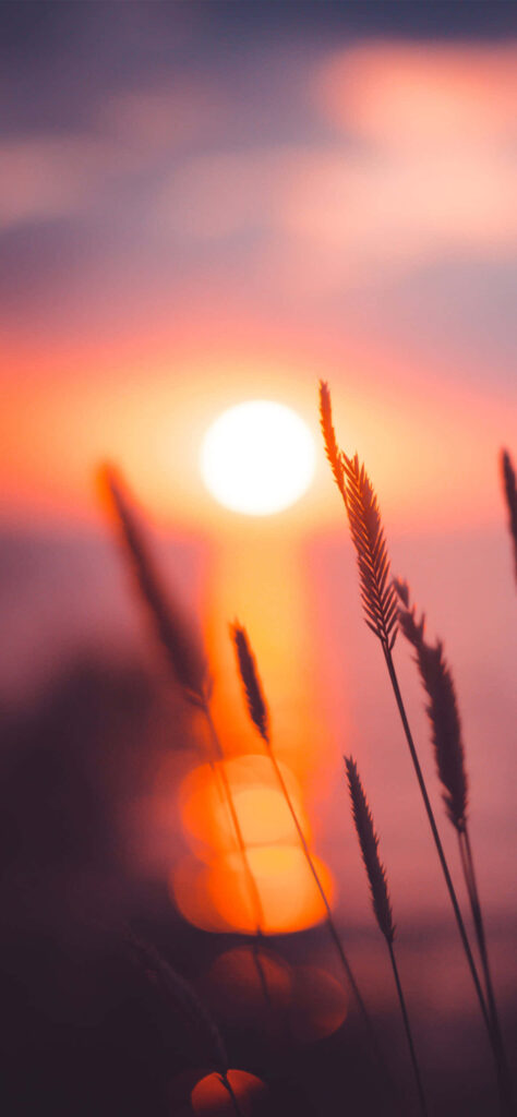 Embrace Nature's Splendor with the Iphone's Advanced Camera: A Breathtaking Sunrise Background Image Wallpaper