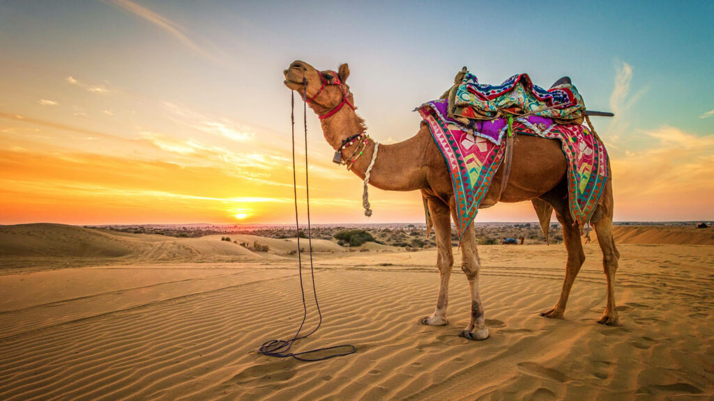 Camel with colorful blankets on golden desert dunes at sunset vibrant sky wallpaper background