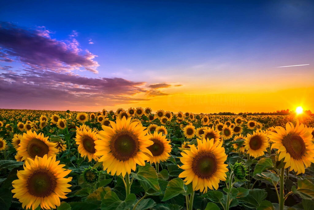 Sun-kissed Landscape: A Stunning Sunset Wallpaper of a Field of Blooming Sunflowers