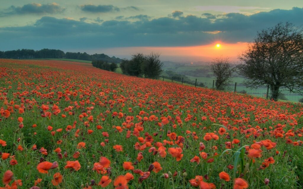 Scenic footpath through vibrant orange flowers and trees at sunset peaceful nature wallpaper