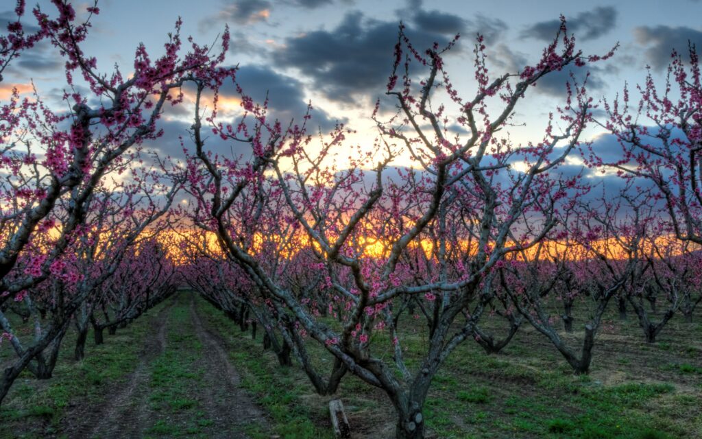 Rows of pink flowering trees along winding garden paths at sunset with vivid spring colors Wallpaper