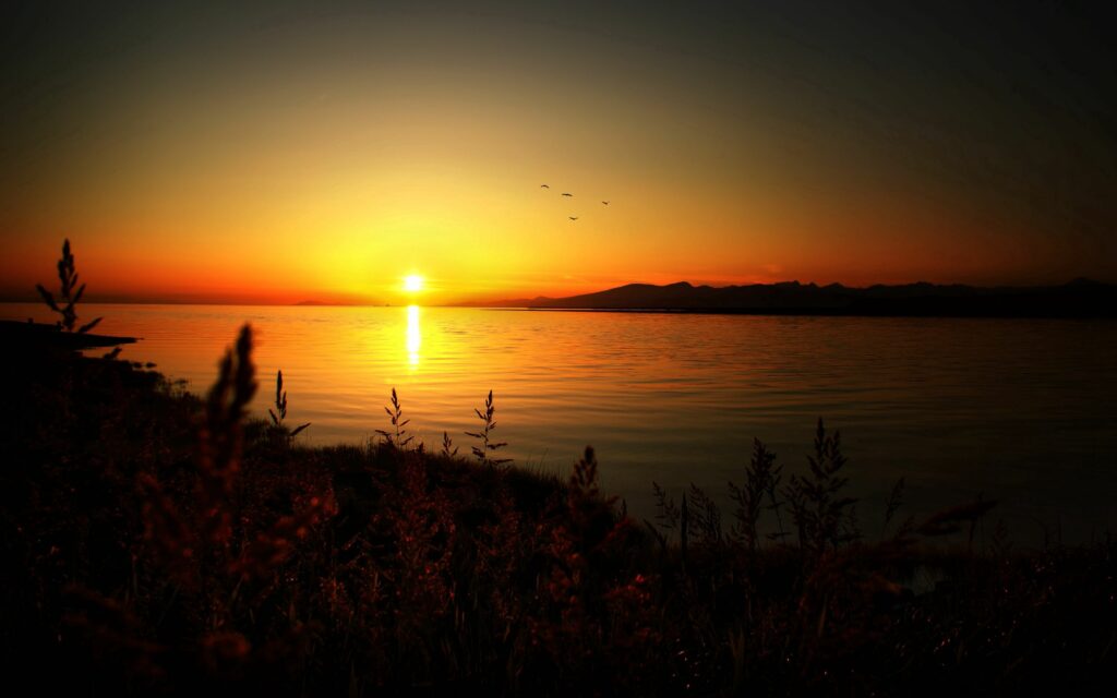 Sunset over tranquil lake coastline with grass foreground and birds flying in glowing sky Wallpaper