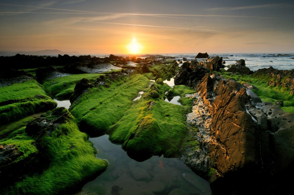 Rugged mossy rocks at sunset overlooking ocean with golden light and serene wild atmosphere wallpaper