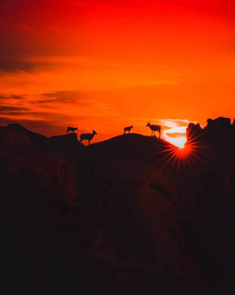 Sunset over rugged mountains with vibrant orange sky and animal silhouettes on ridge wallpaper