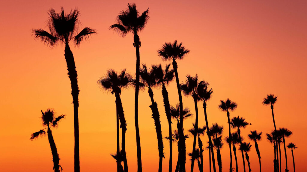 Serene Sunset Over Santa Ana: Tropical Palm Tree Wallpaper