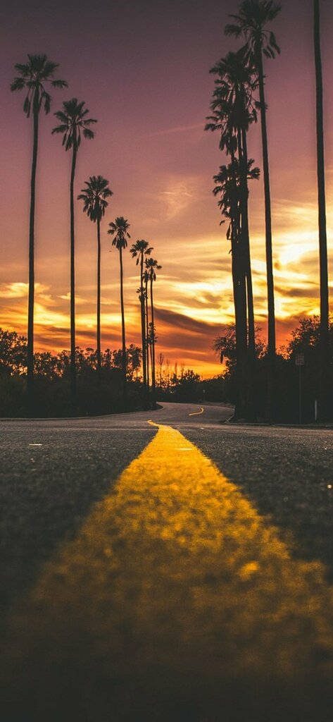 Sunset iPhone wallpaper asphalt road with palm trees vibrant orange purple twilight glow