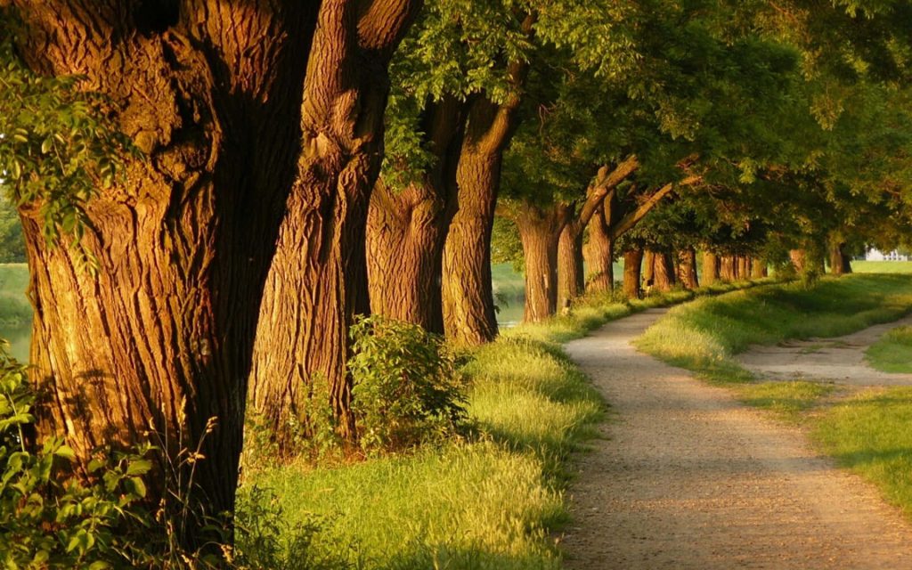 Gravel path beside ancient trees glowing in golden sunset light peaceful nature wallpaper background