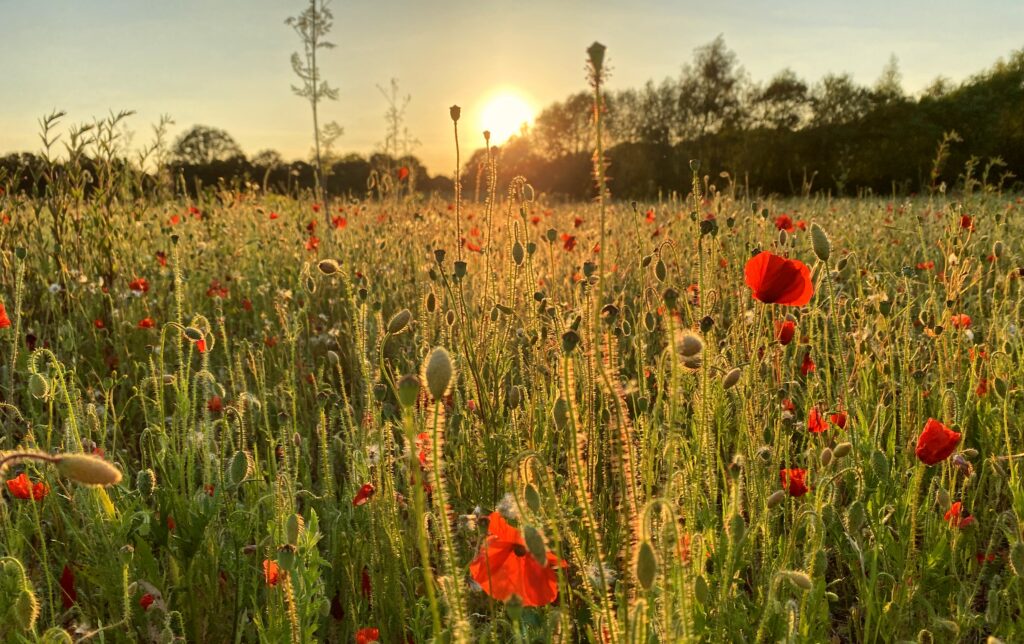 Sunlit field of red poppies and wildflowers glowing at sunset with lush green plants wallpaper
