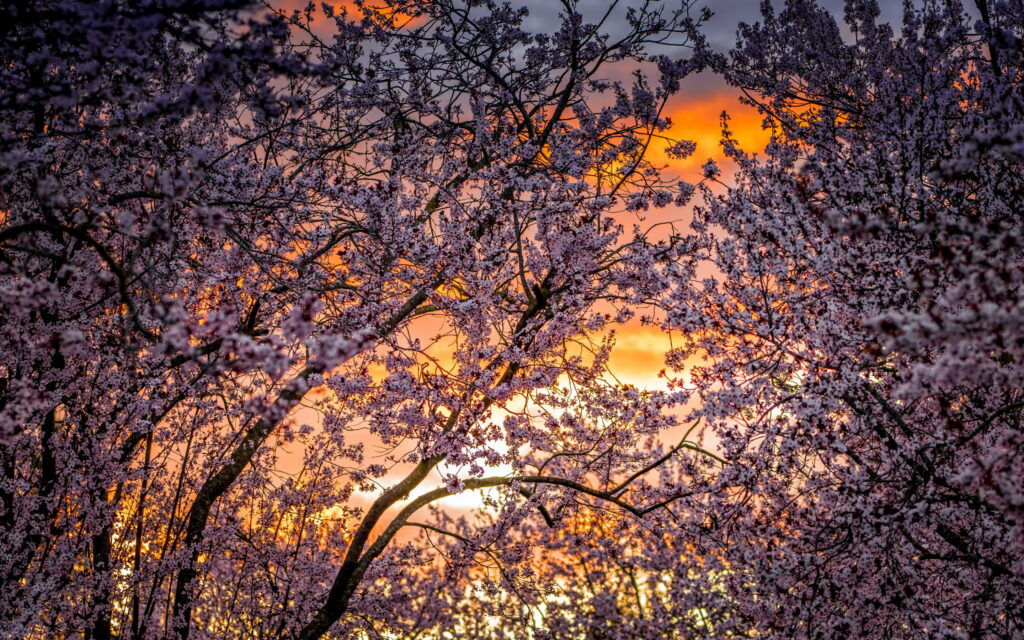 Cherry Blossom Serenade: A Mesmerizing Spring Sunset Painting of Flowering Trees Wallpaper