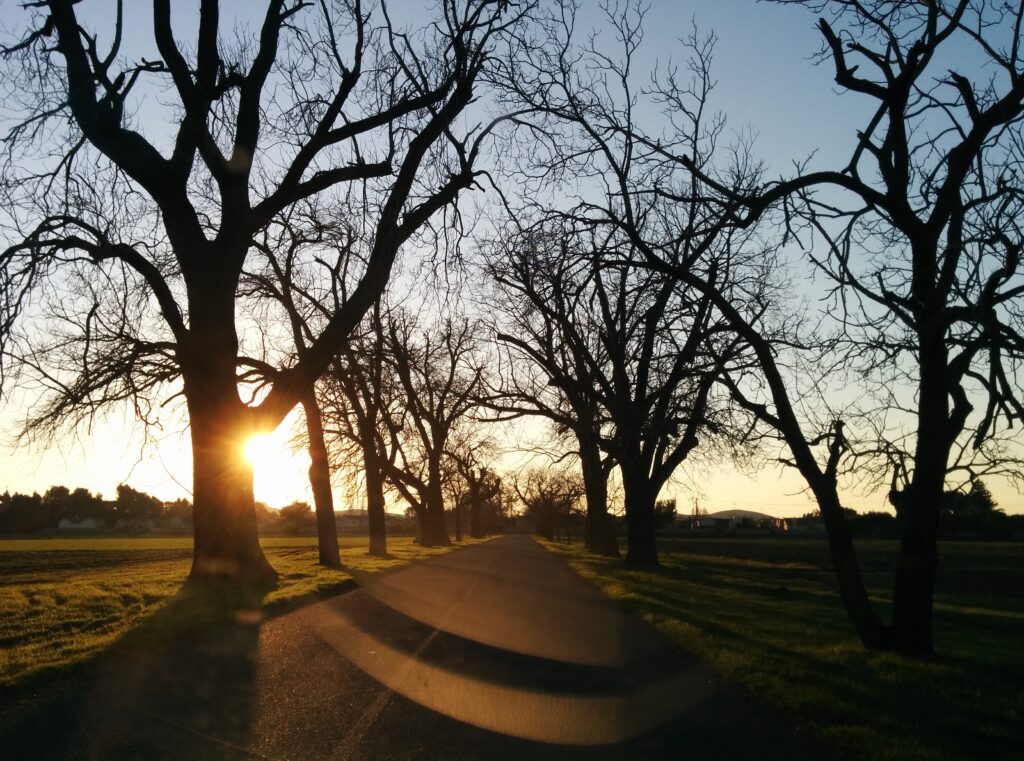 Serene asphalt road lined with leafless trees bathed in warm sunset light and vibrant grass Wallpaper