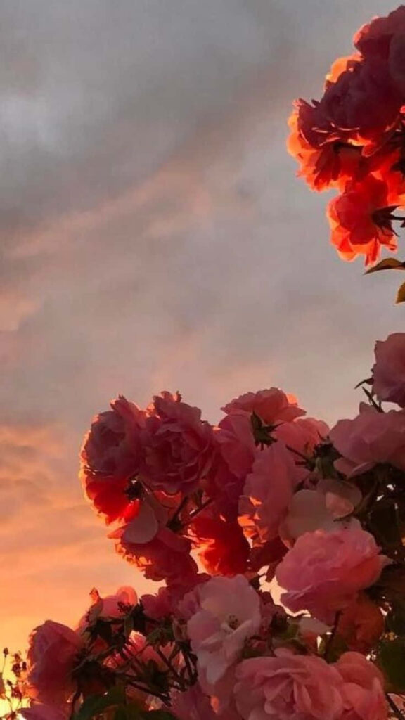 Vibrant Sunset Roses: Pink & Red Blossoms Against Glowing Clouds Wallpaper