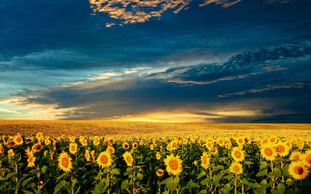 Dusk's Golden Splendor: A Captivating Sunflower Field as a Stunning Desktop Wallpaper