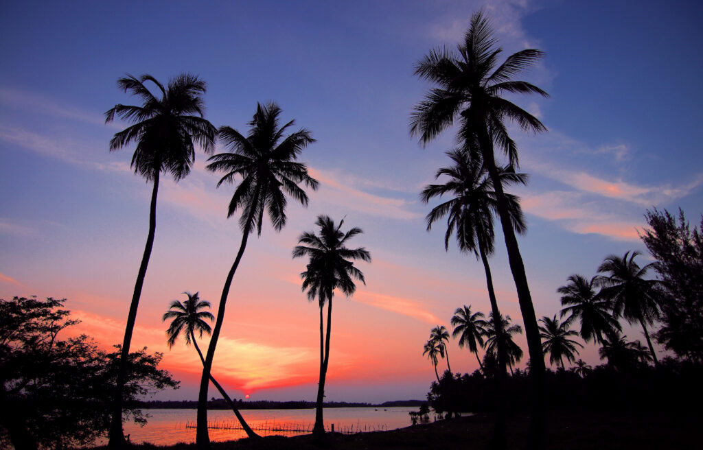 Serene Sunset: Basking in the Beauty of Beach Shore with Silhouetted Palm Trees - Stunning Full 4k Background Capture Wallpaper