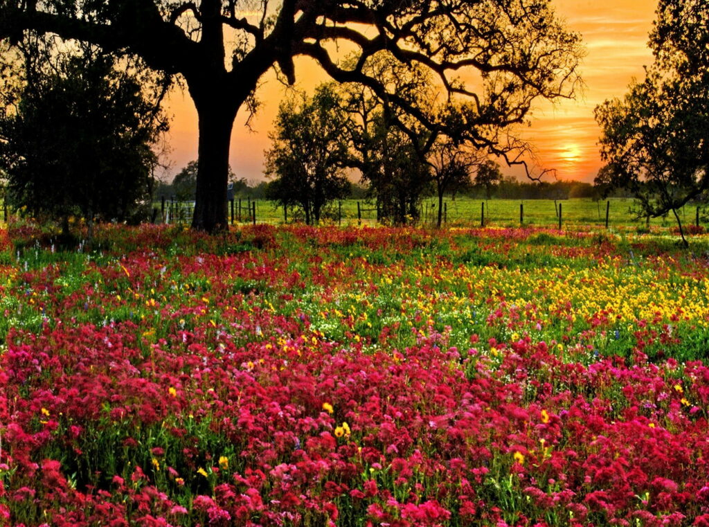 Sun-kissed Serenity: Vibrant Red Blossoms amidst Green Fields at Sundown Wallpaper