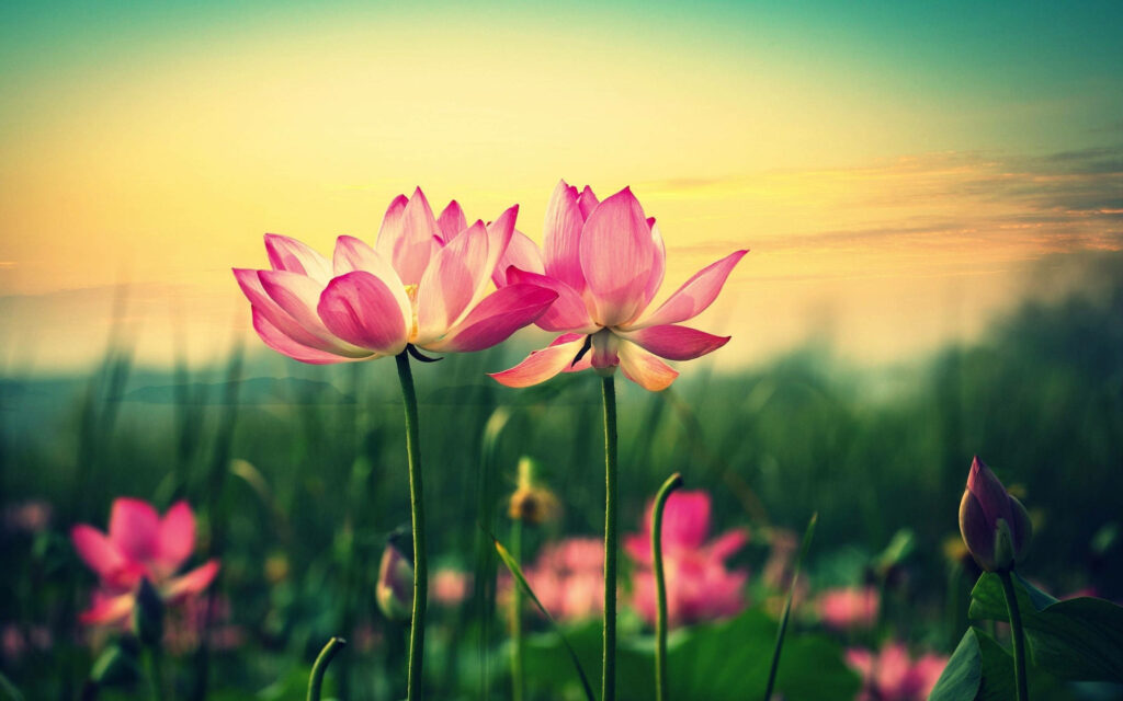 Pink Lotus Sunset: A Stunning Desktop Wallpaper of a Majestic Flower Blooming Against a Vibrant Background