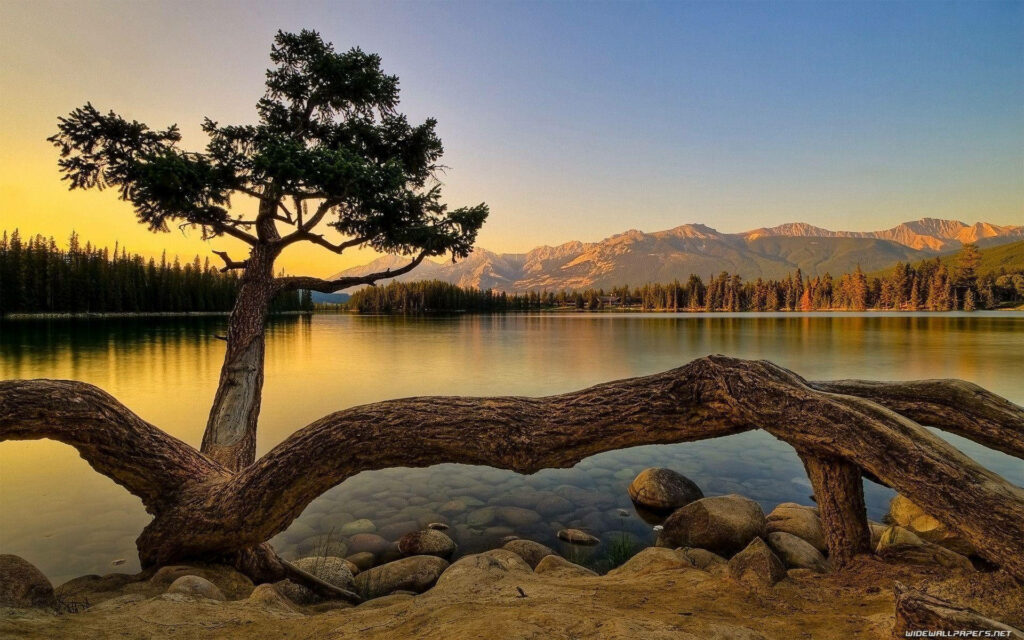 Serene Sunset Reflection: Majestic Tree on Lake's Edge - Stunning HD Nature Background Wallpaper