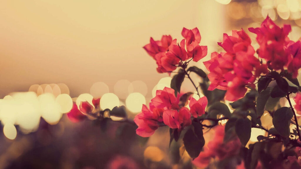Sunset Elegance: Vintage Floral Bliss with Pink Boom Bells on Desktop Wallpaper