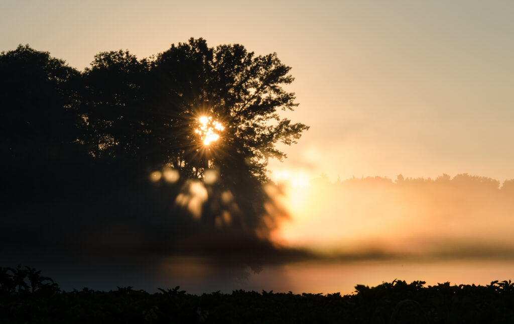 Silhouette of tree against warm sunset rays and golden mist creating tranquil wallpaper background