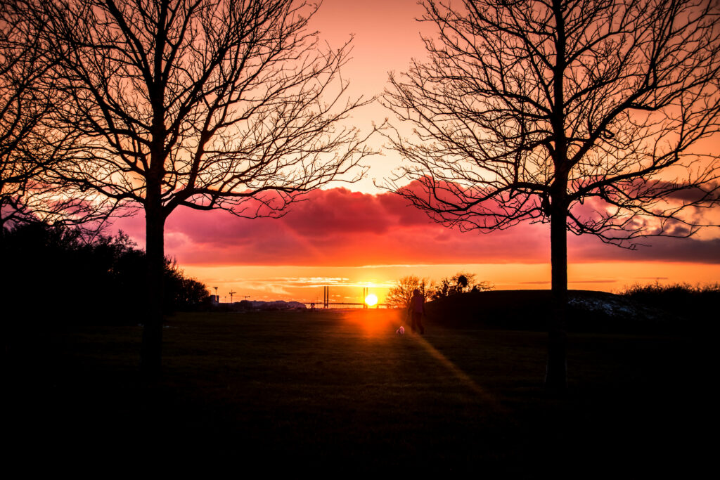 Silhouette of lone figure between bare trees at vibrant orange pink sunset with soft clouds Wallpaper