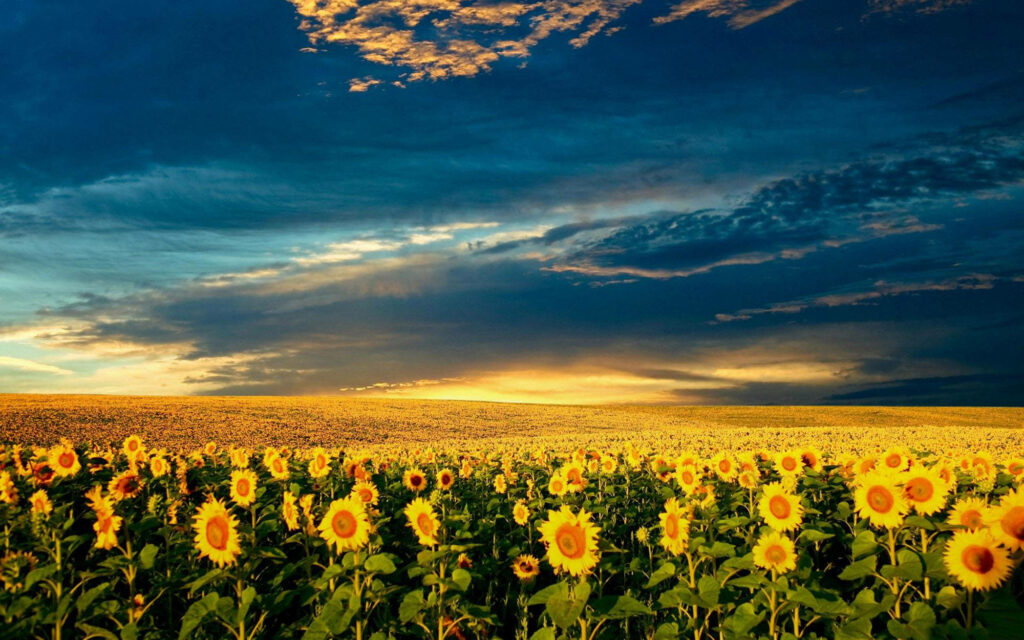 Sunset Magic: A Captivating Snapshot of Ukraine's Sunflower Wonderland Wallpaper