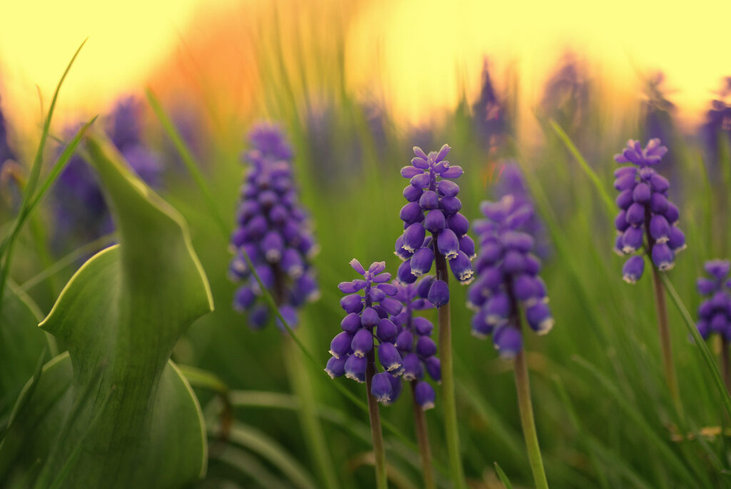 Mesmerizing Hyacinth Sunset: A Majestic Digital Landscape Immersed in Orange Glow Wallpaper