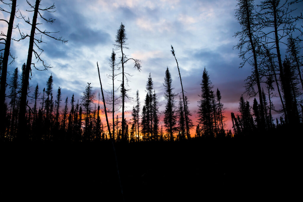 Dark spruce tree silhouettes against vibrant orange pink and blue sunset sky forest wallpaper