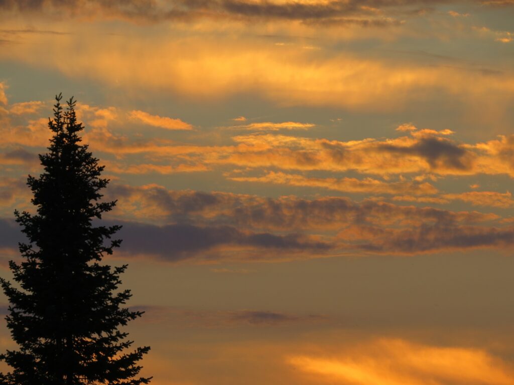 Tall tree silhouette at sunset with golden orange sky and soft twilight clouds wallpaper background