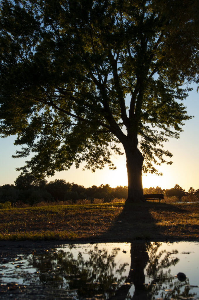Tall tree at sunset with long shadow reflected in calm river and bench in peaceful nature scene Wallpaper